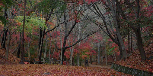 Forest covered in red leaves